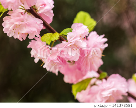Beautiful Pink Flowers of Prunus triloba, Blossom, pink flowers. Prunus triloba, sometimes called flowering plum or flowering almond, a name shared with Prunus jacquemontii Beautiful Pink Flowers of Prunus triloba, Blossom, pink flowers. Prunus triloba, sometimes called flowering plum or flowering almond, a name shared with Prunus jacquemontii 141378581