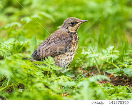 A fieldfare chick, Turdus pilaris, has left the nest and sitting on the spring lawn. A fieldfare chick sits on the ground and waits for food from its parents. A fieldfare chick, Turdus pilaris, has left the nest and sitting on the spring lawn. A fieldfare chick sits on the ground and waits for food from its parents. 141378590