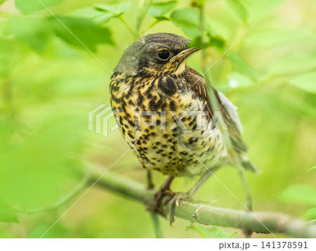A fieldfare chick, Turdus pilaris, has left the nest and is sitting on a branch. A chick of fieldfare sitting and waiting for a parent on a branch. A fieldfare chick, Turdus pilaris, has left the nest and is sitting on a branch. A chick of fieldfare sitting and waiting for a parent on a branch. 141378591