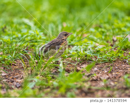A fieldfare chick, Turdus pilaris, has left the nest and sitting on the spring lawn. A fieldfare chick sits on the ground and waits for food from its parents. A fieldfare chick, Turdus pilaris, has left the nest and sitting on the spring lawn. A fieldfare chick sits on the ground and waits for food from its parents. 141378594