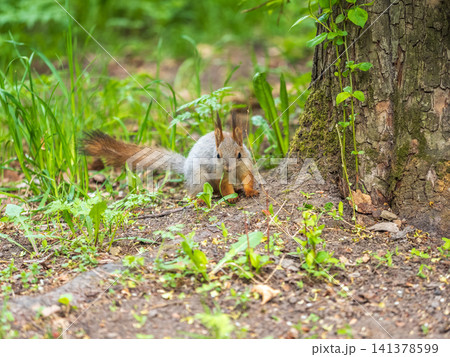 Squirrel sitting in green grass. Eurasian Red squirrel sitting in grass against bright green background Squirrel sitting in green grass. Eurasian Red squirrel sitting in grass against bright green background 141378599