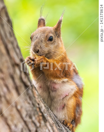 Squirrel sitting in green grass. Eurasian Red squirrel sitting in grass against bright green background Squirrel sitting in green grass. Eurasian Red squirrel sitting in grass against bright green background 141378614