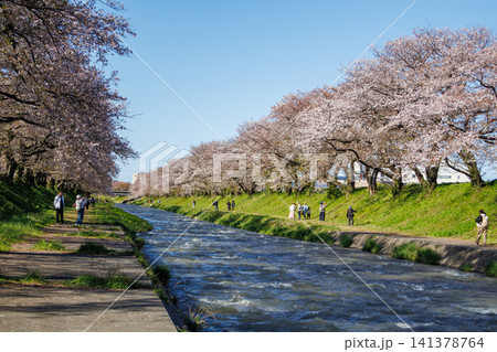 富山県舟川べりの満開の桜並木 富山県舟川べりの満開の桜並木 141378764