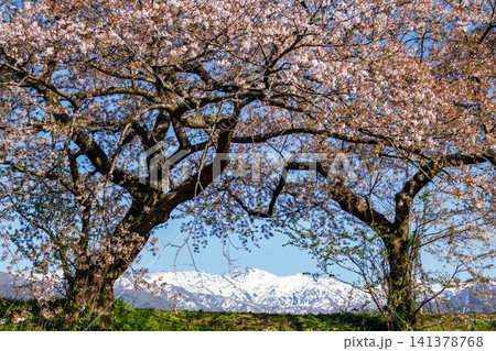 富山県舟川べりの満開の桜並木 富山県舟川べりの満開の桜並木 141378768