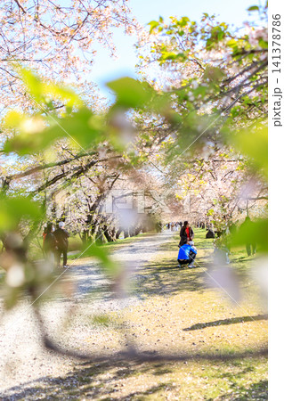 富山県舟川べりの満開の桜並木 富山県舟川べりの満開の桜並木 141378786