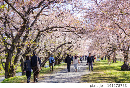 富山県舟川べりの満開の桜並木 富山県舟川べりの満開の桜並木 141378788