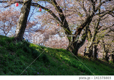 富山県舟川べりの満開の桜並木 富山県舟川べりの満開の桜並木 141378803
