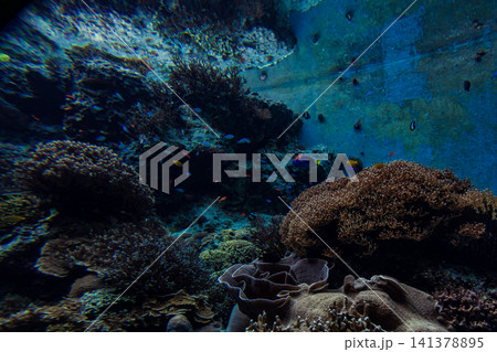 熱帯魚 トロピカルフィッシュ 水族館 141378895