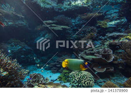 熱帯魚 トロピカルフィッシュ 水族館 141378900