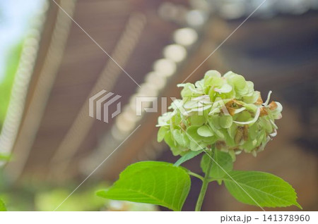 老いゆく紫陽花の底力 老いゆく紫陽花の底力 141378960