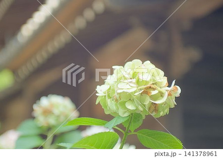 老いゆく紫陽花の底力 老いゆく紫陽花の底力 141378961
