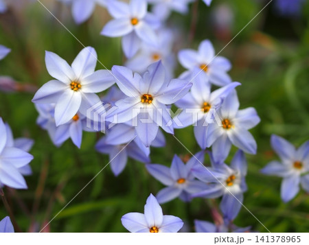 ハナニラの花の生態写真 141378965