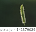 エノコログサ 141379029