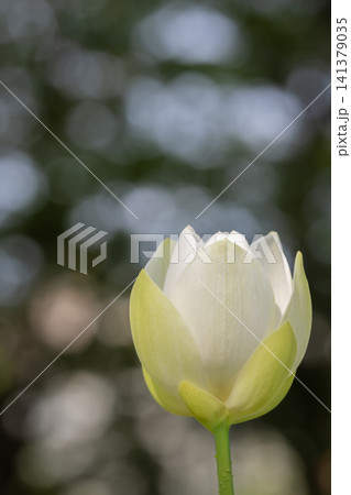 白い蓮の花 大船フラワーセンタ 白い蓮の花 大船フラワーセンタ 141379035