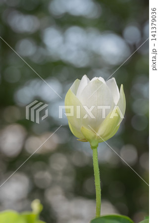 白い蓮の花 大船フラワーセンタ 白い蓮の花 大船フラワーセンタ 141379036