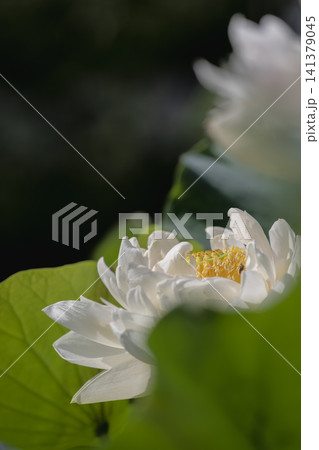 白い蓮の花 大船フラワーセンタ 白い蓮の花 大船フラワーセンタ 141379045