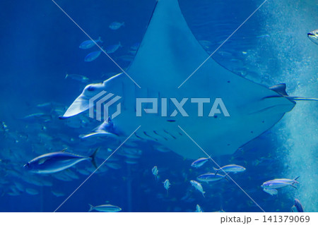 マンタ まんた 水族館 141379069
