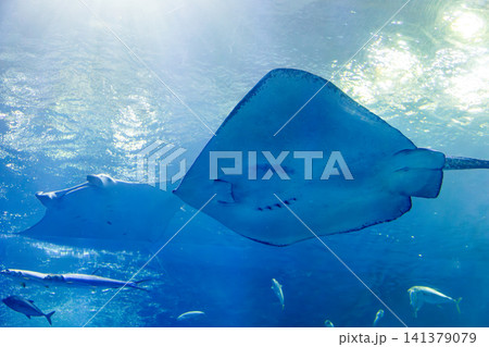 マンタ まんた 水族館 141379079