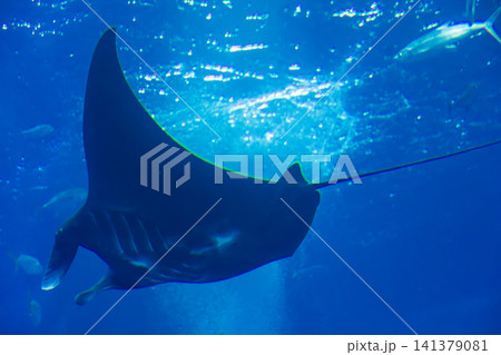 マンタ まんた 水族館 141379081