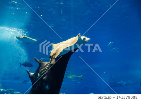 マンタ まんた 水族館 141379088
