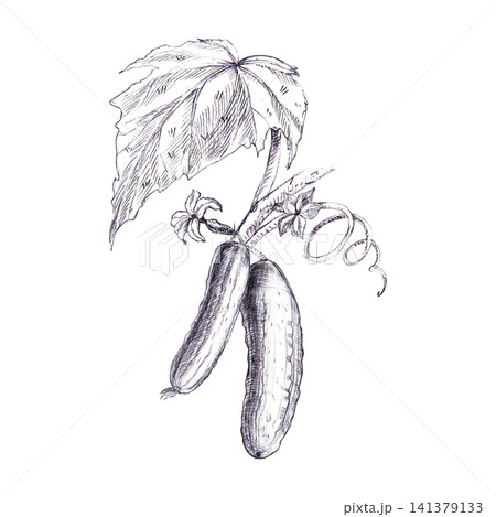 Cucumber vine with two hanging fruits, leaf and flowers hand drawn graphite pencil sketch. Fresh botanical graphic element ideal for eco farm logo, organic fresh produce packaging, or agricultural art Cucumber vine with two hanging fruits, leaf and flowers hand drawn graphite pencil sketch. Fresh botanical graphic element ideal for eco farm logo, organic fresh produce packaging, or agricultural art 141379133
