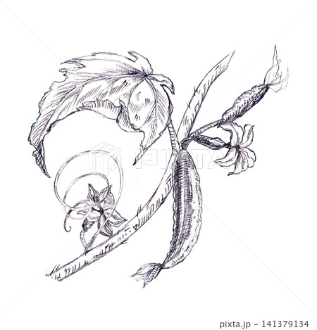 Cucumber vine with leaves, flowers, small fruit and tendril hand-drawn graphite pencil sketch. An isolated botanical sketch ideal for organic garden seed pack, educational agricultural or farm art. Cucumber vine with leaves, flowers, small fruit and tendril hand-drawn graphite pencil sketch. An isolated botanical sketch ideal for organic garden seed pack, educational agricultural or farm art. 141379134