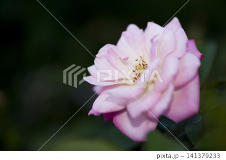 薔薇園にピンク色と白色の薔薇の花が咲いています。このバラの名前は桜霞です。 薔薇園にピンク色と白色の薔薇の花が咲いています。このバラの名前は桜霞です。 141379233