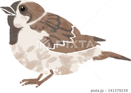 野鳥・小鳥のスズメの手書き風イラスト（すずめ・雀・生き物・カラー） 141379239