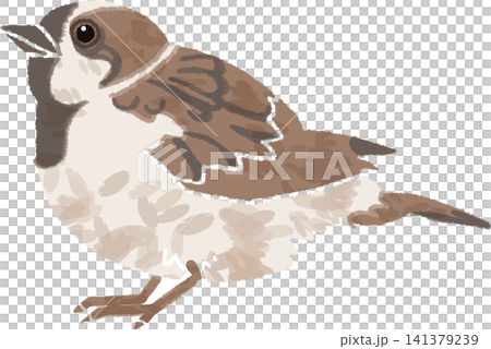 野鳥・小鳥のスズメの手書き風イラスト（すずめ・雀・生き物・カラー） 141379239