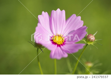 コスモス畑にコスモスの花が咲いています。 141379337