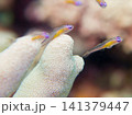 アカメハゼ 141379447