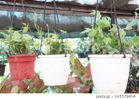 Variegated Hedera, Hedera helix Variegata is a climbing vine plant 141379454