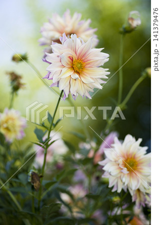白色のダリアの花が咲いています。 141379476