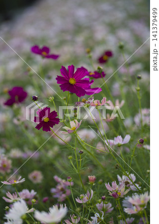 コスモス畑にコスモスの花が咲いています。 コスモス畑にコスモスの花が咲いています。 141379499
