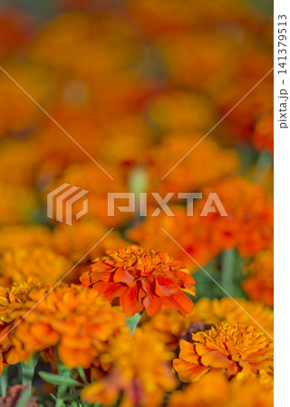 公園にオレンジ色のジニアの花が咲いています。 141379513