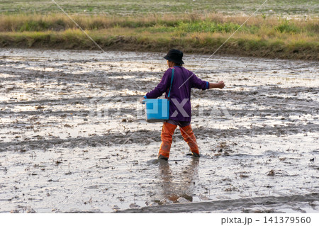 Farmer walks across muddy rice field while spreading fertilizer from bucket showing traditional agriculture rural farming crop cultivation during planting season Farmer walks across muddy rice field while spreading fertilizer from bucket showing traditional agriculture rural farming crop cultivation during planting season 141379560