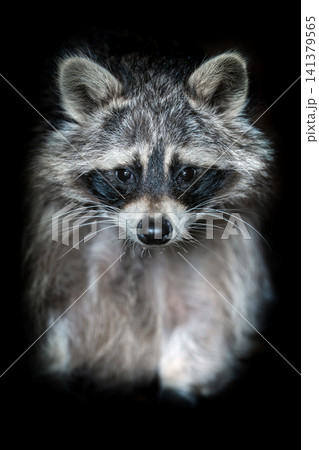Close up view Raccoon. Wild animal isolated on a black background Close up view Raccoon. Wild animal isolated on a black background 141379565