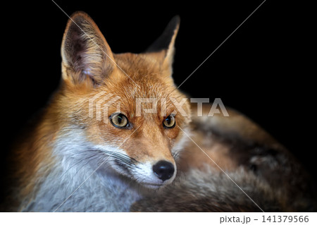 Close up view red fox. Wild animal isolated on a black background Close up view red fox. Wild animal isolated on a black background 141379566