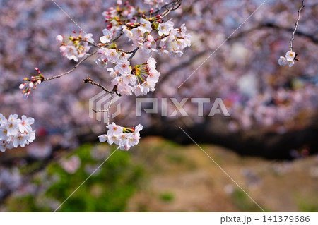 川沿いの桜並木 川沿いの桜並木 141379686
