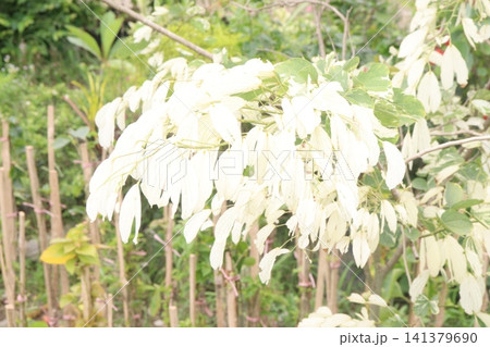 white obcordate leaf plant on farm 141379690