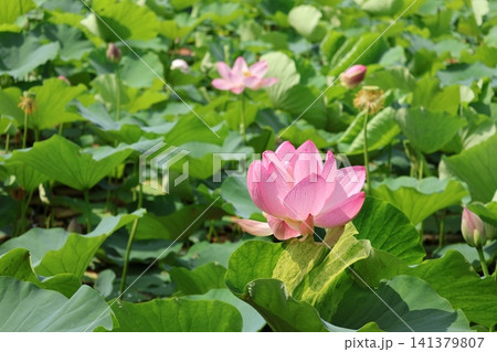 猿賀公園　鏡ヶ池に咲く蓮の花たち 141379807