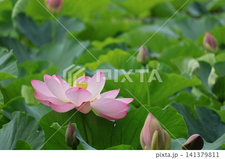 猿賀公園 鏡ヶ池に咲く蓮の花たち 猿賀公園 鏡ヶ池に咲く蓮の花たち 141379811