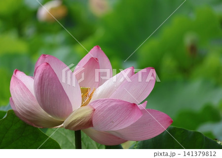 猿賀公園 鏡ヶ池の蓮の花 猿賀公園 鏡ヶ池の蓮の花 141379812