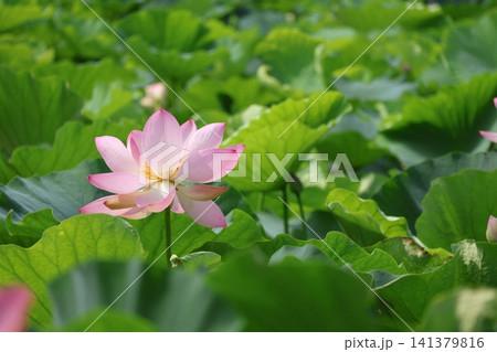 猿賀公園 鏡ヶ池の蓮の花 猿賀公園 鏡ヶ池の蓮の花 141379816