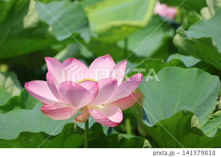 猿賀公園 鏡ヶ池の蓮の花 猿賀公園 鏡ヶ池の蓮の花 141379818