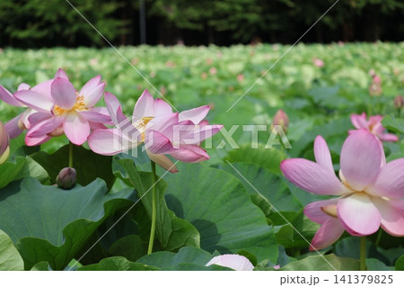 猿賀公園 鏡ヶ池に咲く蓮の花たち 猿賀公園 鏡ヶ池に咲く蓮の花たち 141379825