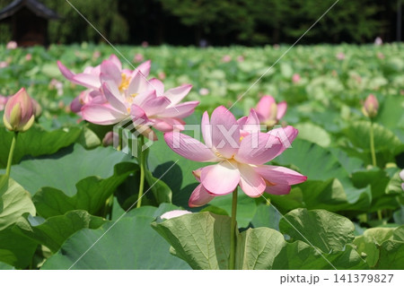 猿賀公園 鏡ヶ池に咲く蓮の花たち 猿賀公園 鏡ヶ池に咲く蓮の花たち 141379827