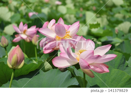猿賀公園　鏡ヶ池に咲く蓮の花たち 141379829