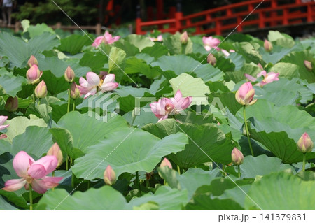 猿賀公園 鏡ヶ池に咲く蓮の花たち 猿賀公園 鏡ヶ池に咲く蓮の花たち 141379831