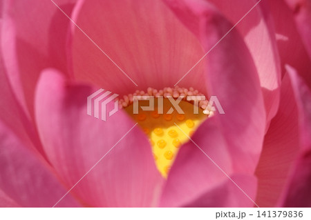 猿賀公園 蓮の花の花托 猿賀公園 蓮の花の花托 141379836